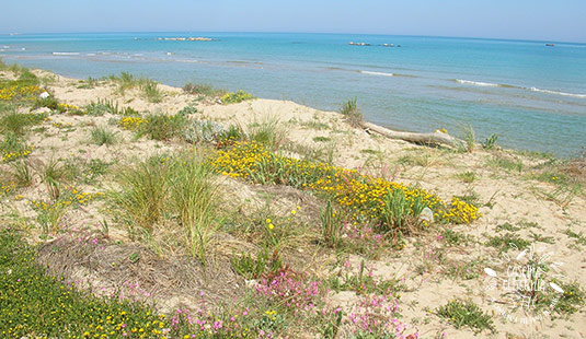 Mare dune di Campomarino