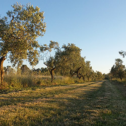 Il viale degli ulivi